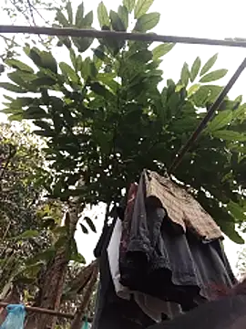 Snapshot of Small_flower1 chatting on February 11, 3:11 am Small flower1 online show from February 11, 3:11 am