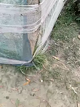 Snapshot of Tanla_akter chatting on March 4, 11:38 am Tanla akter online show from March 4, 11:38 am