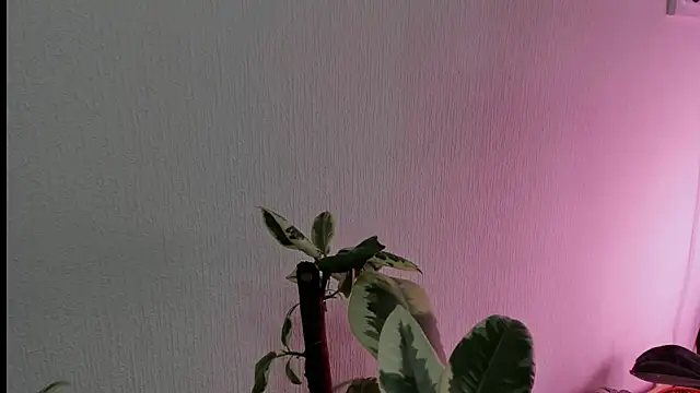 BowToYourWeakness online show from February 8, 1:01 pm