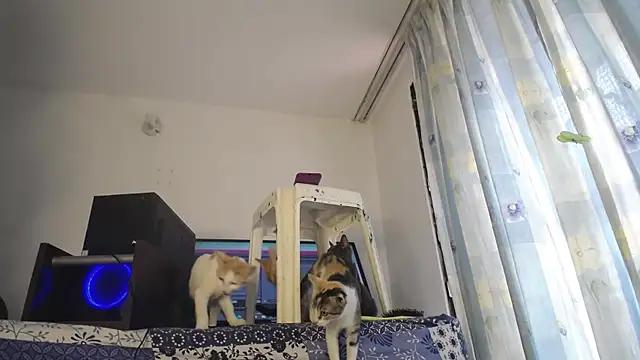 Snapshot of eolicasex chatting on February 4, 3:26 pm eolicasex online show from February 4, 3:26 pm