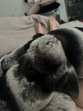 Snapshot of Furdale chatting on December 24, 11:17 am Furdale online show from December 24, 11:17 am