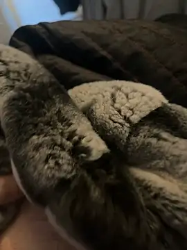 Snapshot of Furdale chatting on January 2, 12:35 pm Furdale online show from January 2, 12:35 pm