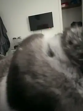 Snapshot of Furdale chatting on September 18, 4:31 pm Furdale online show from September 18, 4:31 pm