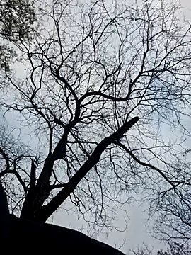 Keli Jessi online show from November 19, 1:33 pm