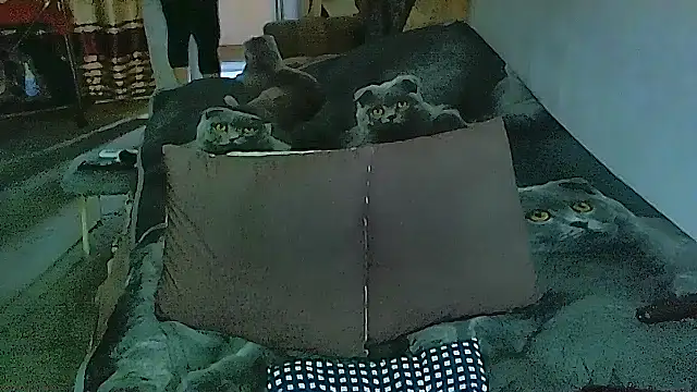 sex2 online show from November 14, 2:10 am