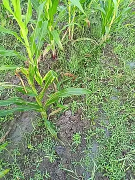 kummuduabbai online show from March 11, 1:11 am