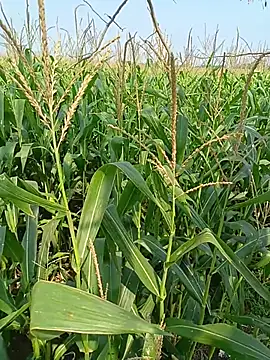 kummuduabbai online show from April 12, 4:06 am