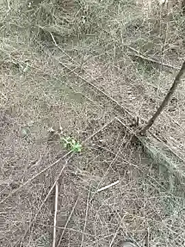 Snapshot of Gopal1243 chatting on February 15, 9:27 am Gopal1243 online show from February 15, 9:27 am