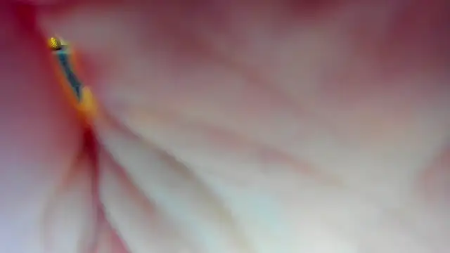 Snapshot of Katrina_Minchels chatting on January 18, 11:11 am Katrina Minchels online show from January 18, 11:11 am