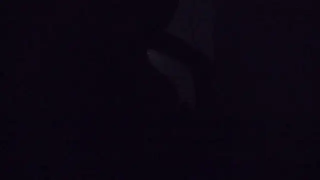 Snapshot of SouTarado69 chatting on March 21, 11:45 pm SouTarado69 online show from March 21, 11:45 pm